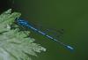 Coenagrion puella